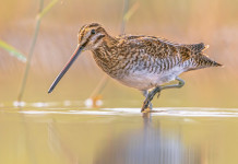 Monitoraggio di beccaccino e frullino: l’appello della Federcaccia Monitoraggio di beccaccino e frullino: l’appello della Federcaccia: beccaccino in ambiente acquatico