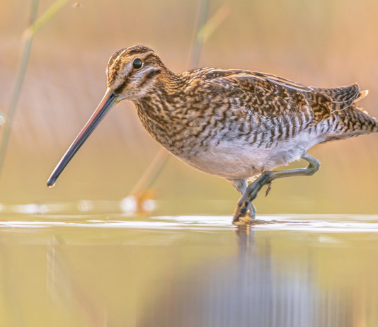 Monitoraggio di beccaccino e frullino: l’appello della Federcaccia Monitoraggio di beccaccino e frullino: l’appello della Federcaccia: beccaccino in ambiente acquatico