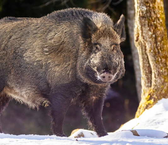 Peste suina africana in Emilia Romagna, la strategia dell’assessorato Peste suina africana in Emilia Romagna, la strategia dell’assessorato: cinghiale su neve