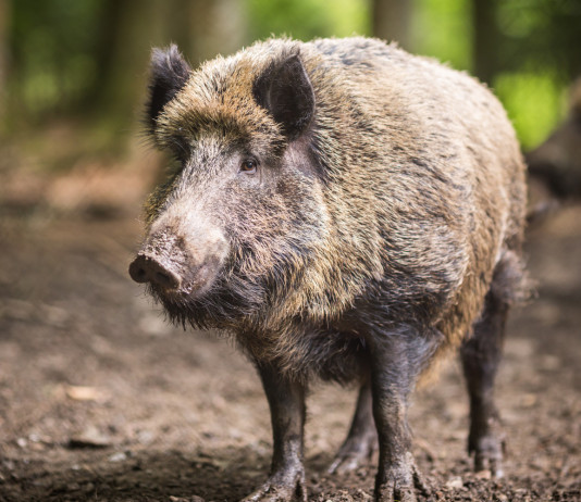Peste suina africana in Lombardia, Regione al lavoro su due fronti Peste suina africana in Lombardia, Regione al lavoro su due fronti: cinghiale nella foresta