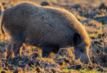 Peste suina africana in Lombardia, nuova geografia delle restrizioni Peste suina africana in Lombardia, nuova geografia delle restrizioni: cinghiale
