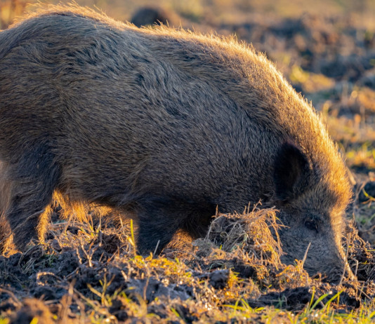 Peste suina africana in Lombardia, nuova geografia delle restrizioni Peste suina africana in Lombardia, nuova geografia delle restrizioni: cinghiale
