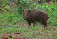 Peste suina africana in Lombardia, verso diminuzione restrizioni Peste suina africana in Lombardia, verso diminuzione restrizioni: cinghiale in ambiente naturale