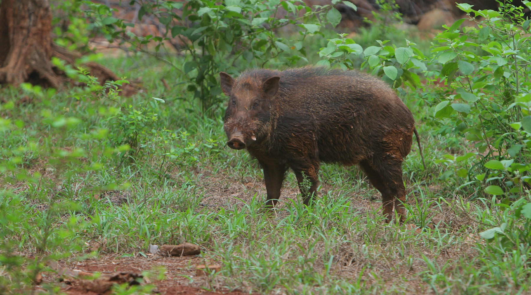 Peste suina africana in Lombardia, verso diminuzione restrizioni Peste suina africana in Lombardia, verso diminuzione restrizioni: cinghiale in ambiente naturale