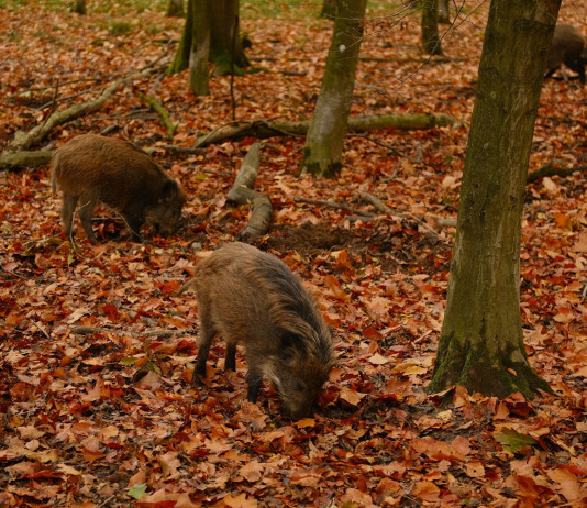 Peste suina africana: la situazione (e stasera un convegno) Peste suina africana: la situazione (e stasera un convegno): cinghiali nella foresta autunnale