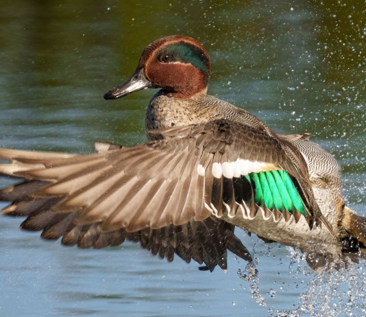 Respinto il ricorso contro il calendario venatorio della Calabria Respinto il ricorso contro il calendario venatorio della Calabria: alzavola (Anas crecca) in volo in ambiente acquatico