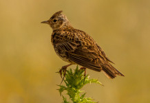 Riapre la caccia in Sicilia Riapre la caccia in Sicilia: allodola (Alauda arvensis)