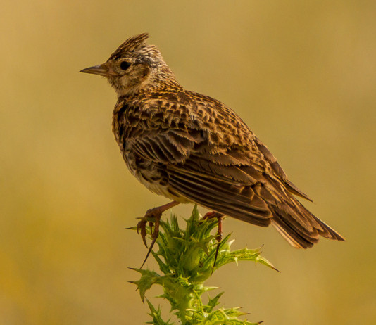 Riapre la caccia in Sicilia Riapre la caccia in Sicilia: allodola (Alauda arvensis)