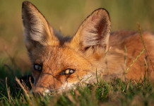 Sospesa la caccia in Sicilia Sospesa la caccia in Sicilia: volpe distesa nell'erba