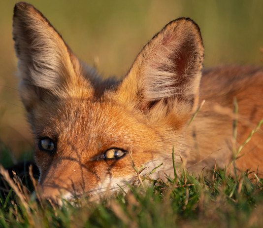 Sospesa la caccia in Sicilia Sospesa la caccia in Sicilia: volpe distesa nell'erba