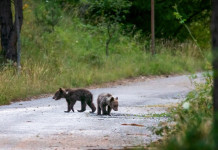 Uccisione dell’orsa Amarena, Abruzzo interviene su caccia al cinghiale Uccisione dell’orsa Amarena, Abruzzo interviene su caccia al cinghiale: due piccoli d'orso bruno marsicano nel parco nazionale d'abruzzo, lazio e molise