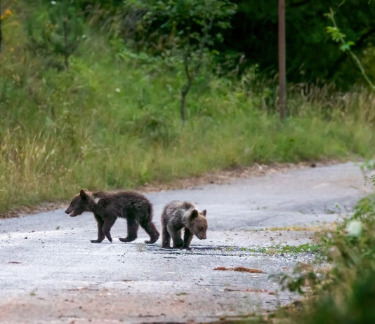 Uccisione dell’orsa Amarena, Abruzzo interviene su caccia al cinghiale Uccisione dell’orsa Amarena, Abruzzo interviene su caccia al cinghiale: due piccoli d'orso bruno marsicano nel parco nazionale d'abruzzo, lazio e molise