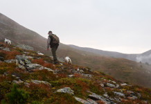 La cultura della caccia la cultura della caccia: cacciatore sale montagna con cani