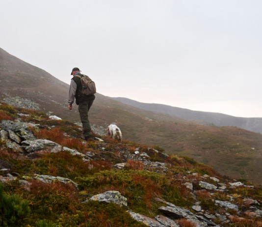 La cultura della caccia la cultura della caccia: cacciatore sale montagna con cani