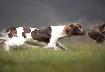 A caccia di scatti: i vincitori del concorso fotografico Federcaccia A caccia di scatti vincitori del concorso fotografico Federcaccia: setter a caccia
