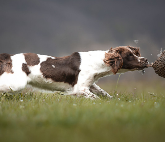 A caccia di scatti: i vincitori del concorso fotografico Federcaccia A caccia di scatti vincitori del concorso fotografico Federcaccia: setter a caccia