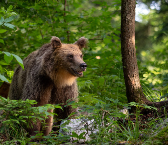 Aggressione da parte di un orso, l’ordinanza della Cassazione sul risarcimento Aggressione da parte di un orso, la sentenza della Cassazione sul risarcimento: orso nel bosco