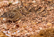 Anticipata la chiusura della caccia a beccaccia, cesena e tordo sassello in Lombardia Anticipata la chiusura della caccia a beccaccia, cesena e tordo sassello in Lombardia: beccaccia tra le foglie