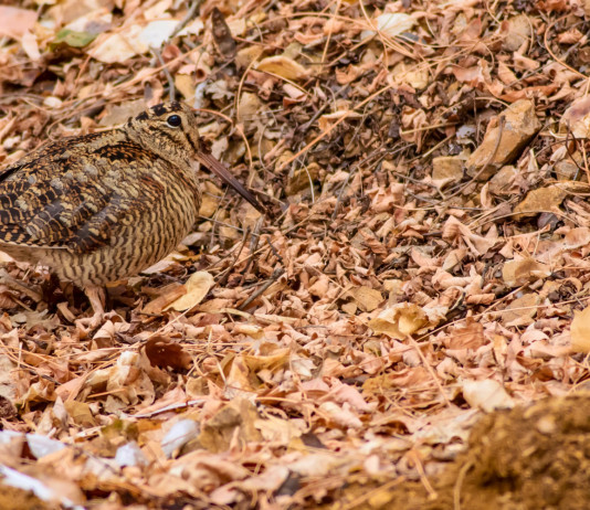 Anticipata la chiusura della caccia a beccaccia, cesena e tordo sassello in Lombardia Anticipata la chiusura della caccia a beccaccia, cesena e tordo sassello in Lombardia: beccaccia tra le foglie
