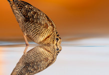 Anticipata la chiusura della caccia in Emilia Romagna Anticipata la chiusura della caccia in Emilia Romagna: beccaccia su specchio d'acqua