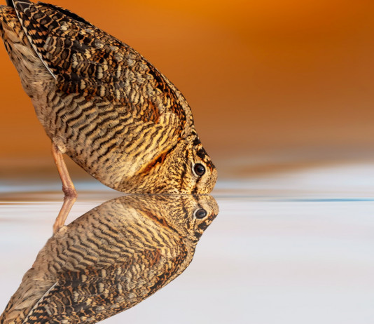 Anticipata la chiusura della caccia in Emilia Romagna Anticipata la chiusura della caccia in Emilia Romagna: beccaccia su specchio d'acqua