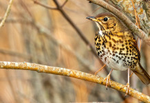 Banca dati dei richiami vivi: novità in Lombardia Banca dati dei richiami vivi in Lombardia: tordo bottaccio