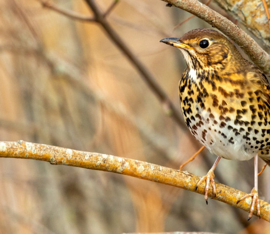 Banca dati dei richiami vivi: novità in Lombardia Banca dati dei richiami vivi in Lombardia: tordo bottaccio