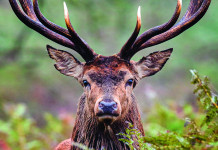 Caccia Magazine gennaio 2024 in edicola dal 14 dicembre