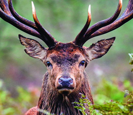 Caccia Magazine gennaio 2024 in edicola dal 14 dicembre