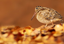 Caccia alla beccaccia in Lombardia: emesso il bollettino Caccia alla beccaccia in Lombardia: beccaccia in ambiente autunnale