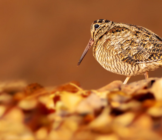 Caccia alla beccaccia in Lombardia: emesso il bollettino Caccia alla beccaccia in Lombardia: beccaccia in ambiente autunnale