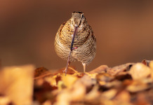 Caccia alla beccaccia in Lombardia: l’aggiornamento Caccia alla beccaccia in Lombardia: beccaccia vista frontalmente