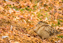 Caccia alla beccaccia in Lombardia, la situazione fino a Natale Caccia alla beccaccia in Lombardia: beccaccia tra le foglie autunnali