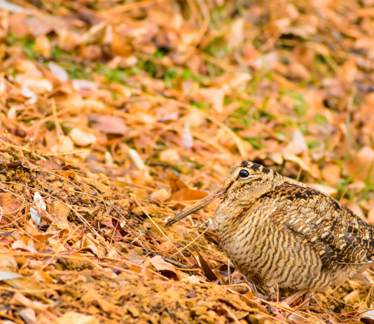Caccia alla beccaccia in Lombardia, la situazione fino a Natale Caccia alla beccaccia in Lombardia: beccaccia tra le foglie autunnali