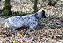 Caccia con il cane da ferma: prima della fucilata Caccia con il cane da ferma prima della fucilata