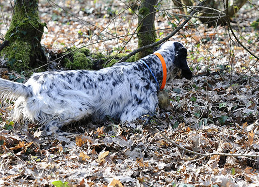 Caccia con il cane da ferma: prima della fucilata Caccia con il cane da ferma prima della fucilata