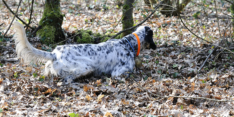 Caccia con il cane da ferma prima della fucilata Caccia con il cane da ferma prima della fucilata