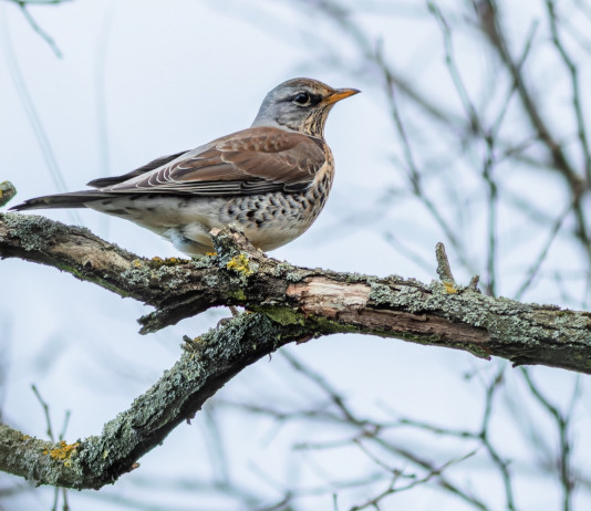 Calendario venatorio dell’Emilia Romagna, confronto in assemblea Calendario venatorio dell’Emilia Romagna, confronto in assemblea: cesena (turdus pilaris) sul ramo d'un albero