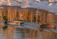 Chiusura anticipata della caccia in Emilia Romagna, il commento delle associazioni venatorie Chiusura anticipata della caccia in Emilia Romagna: germano reale maschio e femmina in ambiente umido