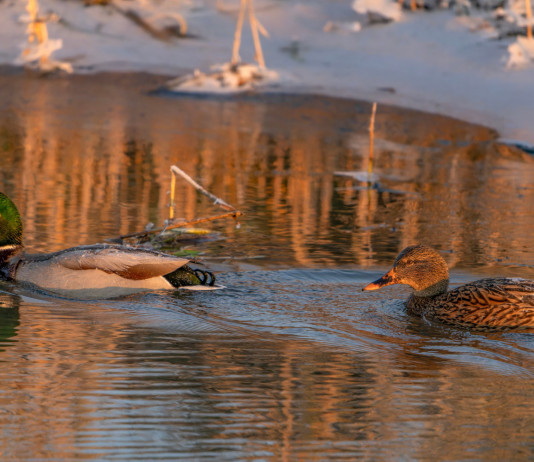 Chiusura anticipata della caccia in Emilia Romagna, il commento delle associazioni venatorie Chiusura anticipata della caccia in Emilia Romagna: germano reale maschio e femmina in ambiente umido