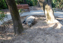 Cinghiali in città: che cosa succede in Europa Cinghiali in città: che cosa succede in Europa