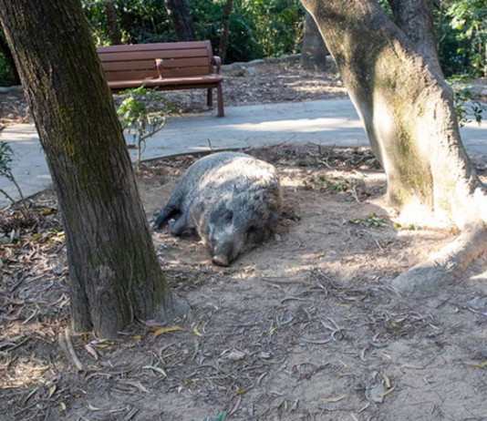 Cinghiali in città: che cosa succede in Europa Cinghiali in città: che cosa succede in Europa