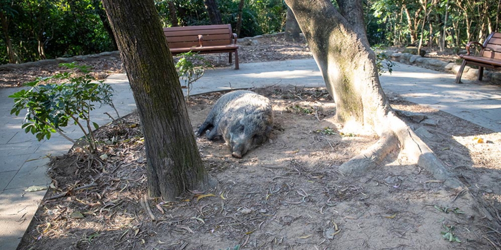 Cinghiali in città: che cosa succede in Europa Cinghiali in città: che cosa succede in Europa