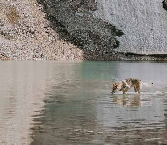 Commissione europea propone modifica dello stato di conservazione del lupo Commissione europea propone modifica dello stato di conservazione del lupo: lupo presso il lago d’Antermoia, sulle Dolomiti, in provincia di Trento (Trentino Alto Adige)