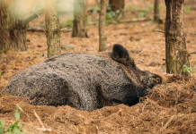 Corso online per iscrizione all’elenco dei bioregolatori Corso online per iscrizione all’elenco dei bioregolatori: cinghiale