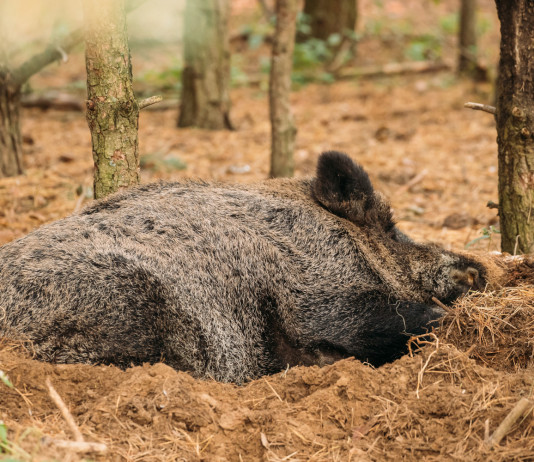 Corso online per iscrizione all’elenco dei bioregolatori Corso online per iscrizione all’elenco dei bioregolatori: cinghiale