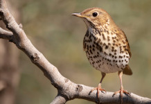 Emilia Romagna sollecita Tar su calendario venatorio Emilia Romagna sollecita Tar su calendario venatorio: tordo bottaccio