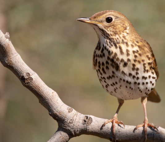 Emilia Romagna sollecita Tar su calendario venatorio Emilia Romagna sollecita Tar su calendario venatorio: tordo bottaccio