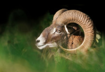 Eradicati i mufloni dall’isola del Giglio Eradicati i mufloni dall’isola del Giglio