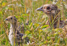 Fagiano: aspettiamo il caldo per contare Fagiano aspettiamo il caldo per contare: censimento fagiano